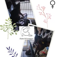 Bigoudi, chatte à adopter