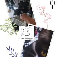 Biscotte, chatte à adopter
