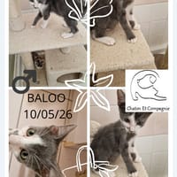 Baloo, chat à adopter