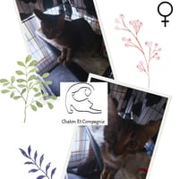 Biscuit, chatte à adopter