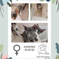 Daphnée, chatte à adopter