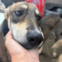 Numi, dog to adopt