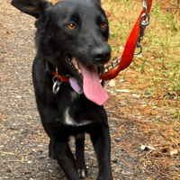 Carl, dog to adopt