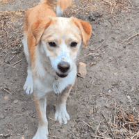 Boba, female dog to adopt