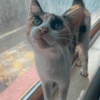 Sandy, female cat to adopt