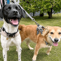 Poppy and Teddy, female dog to adopt
