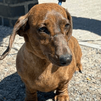 Doris and Pixie, female dog to adopt