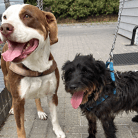 Ronnie and Comet, dog to adopt