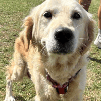 Maddy, female dog to adopt