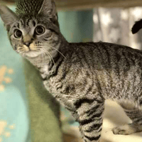 Zeke, cat to adopt