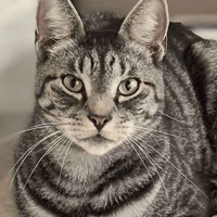 Tayto, cat to adopt
