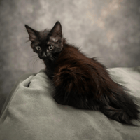 BLOOMY, chatte à adopter
