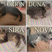 Duna, Nova, Sira y Orión, {género}