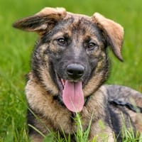 Rika sucht ein Für-immer-Zuhause, Hündin zur Adoption