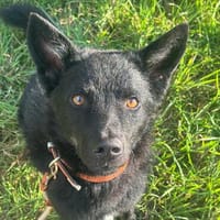Onyx, so ein Charmeur, Hund zur Adoption