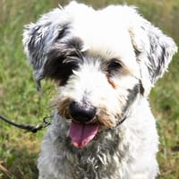 Fridolin - sucht seine Chance, Hund zur Adoption