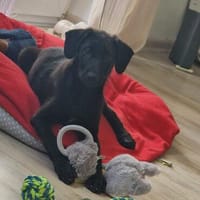 Emil sucht seine Menschen, Hund zur Adoption