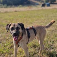 Soleil - auf Pflege in DE, Hündin zur Adoption