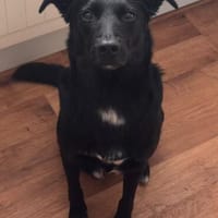 Danny sucht ein neues Zuhause, Hund zur Adoption