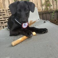 ❤🐾 Die kleine Lyra sucht ihre Menschen! 🐾❤, Hündin zur Adoption