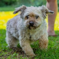 Elvis  Havanesermix auf Pflegestelle in Hamminkeln, Hund zur Adoption