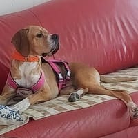 Maggie sucht ihr Für-Immer-Zuhause, Hündin zur Adoption