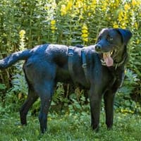 Ivar, Hund zur Adoption