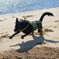 freundlicher Schmuser Negrut auf der Suche, Hund zur Adoption