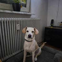 Mylo auf der Suche nach seinem Glück, Hund zur Adoption