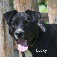 LUCKY, Hund zur Adoption