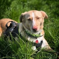 Feinfühliger CREAM in 55483 Unzenberg, Hund zur Adoption