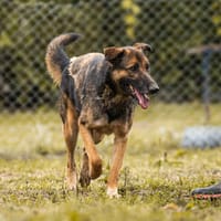 PRIYA  Eine große Hündin mit ganz viel Liebe im Herzen, Hündin zur Adoption