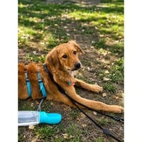 Sallie - wartet in 66346 Püttlingen, Hündin zur Adoption
