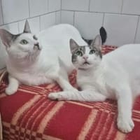 Peter Pan & Molly  Geschwisterpärchen sucht Zuhause, Kater zur Adoption