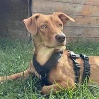 Besondere Vicky sucht ihre Menschen, Hündin zur Adoption