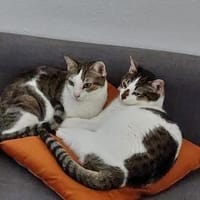 Ellie und Libby im Rheingau(ALM), Katze zur Adoption