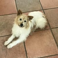 Wuschelmaus Buffy, Hündin zur Adoption