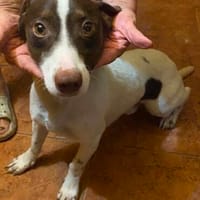 Monty, aufgeweckter Rüde sucht Familie, Hund zur Adoption