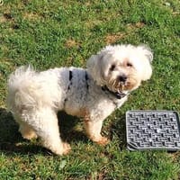 Knirps Gigi, Hund zur Adoption