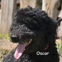 OSCAR, Hund zur Adoption