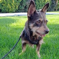 Coca sucht ihr Für-immer-Zuhause (C), Hündin zur Adoption