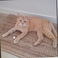 Mimoso Dankbarer Kater sucht ruhiges Zuhause, Kater zur Adoption