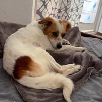 Ralu sucht ihr Für-immer-Zuhause (C), Hündin zur Adoption