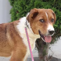 Nugget ist ein lebensfrohes, lieber Schatz!, Hund zur Adoption