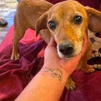 Dackel-Mix Mogli wartet auf seine Fans, Hund zur Adoption