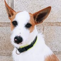 super lieber Sito, kinderlieb, ca. 53 cm hoch, Hund zur Adoption