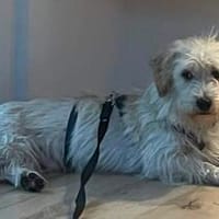 Hermann sucht nun sein Glück in 21763 Neuenkirchen, Hund zur Adoption