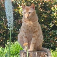 Rio sucht als Einzelkatze, Kater zur Adoption