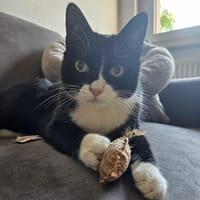 Felix, Kater zur Adoption