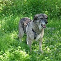 Juuns - wartet in 53557 Bad Hönningen, Hund zur Adoption